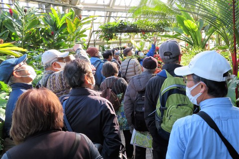 令和3年12月15日ウォーキング活動報告・植物園温室をガイドにより観覧し、最古の縁結び社を経由して京大博物館へ