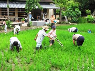 田んぼで草取り