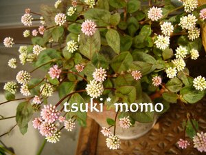 ベランダの花たち