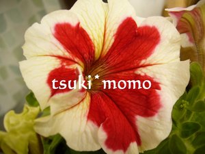 ベランダの花たち
