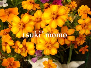 ベランダの花たち