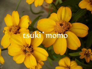 ベランダの花たち