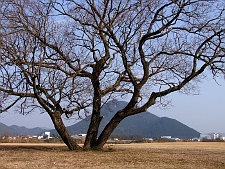 写真拡大