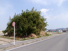 写真拡大