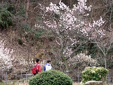 写真拡大