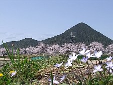 写真拡大