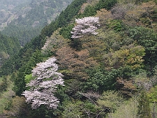 写真拡大