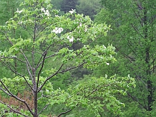 写真拡大