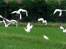 写真拡大