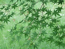 写真拡大