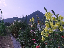 写真拡大
