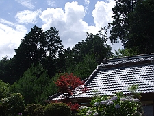写真拡大