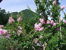 写真拡大