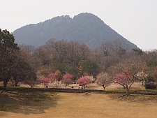 写真拡大