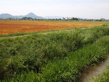 写真拡大