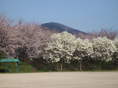 花見だホイ！