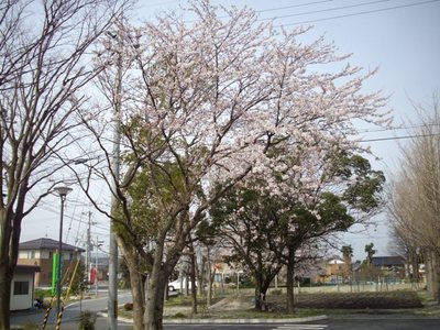 花見だホイ！