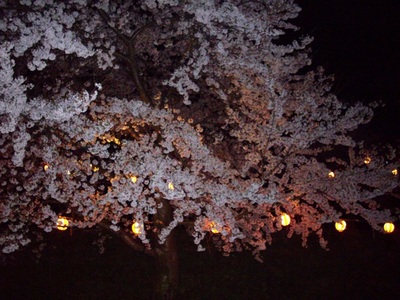 夜桜…