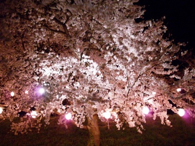 夜桜…