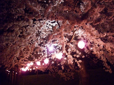 夜桜…