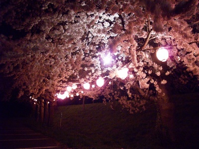 夜桜…
