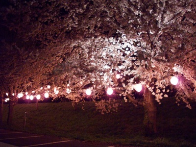 夜桜…