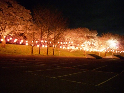 夜桜…