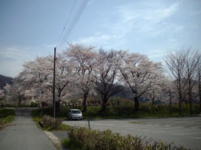 「桜日和」の巻