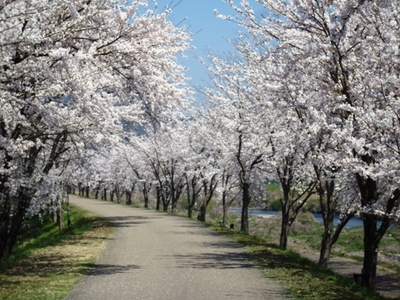 「桜日和」の巻