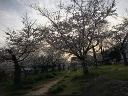 桜散歩