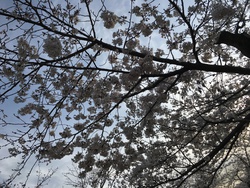 桜散歩