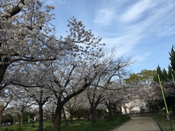 桜散歩