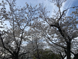桜散歩