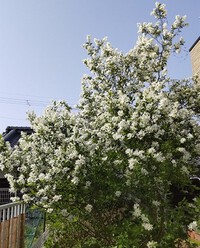 4月19日の記事