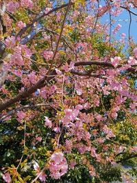 京都・三条大橋たもとの桜が開花！！