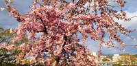 京都で早咲きの桜を観ました