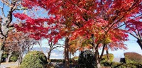 晩秋の琵琶湖畔を彩る紅葉