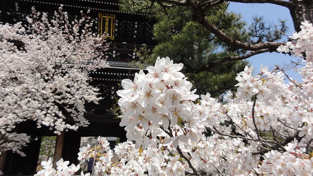 春爛漫、桜満開の京都をぶら～り歩記
