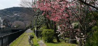 大津京近辺、春の景色