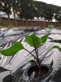 晴耕雨読