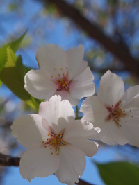 桜