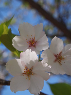 桜