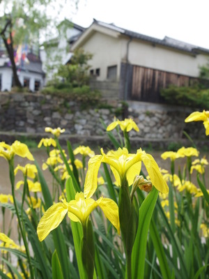 【花菖蒲】