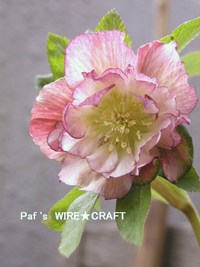 ピンク色の花