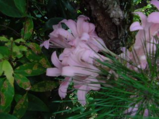 実家の草取り。