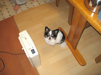 我が家の愛犬１