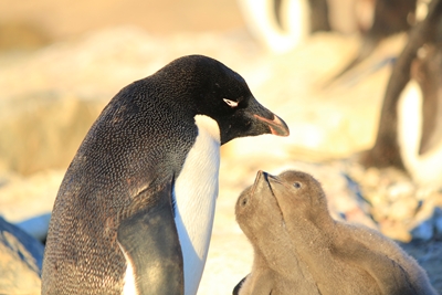 ペンギンのひな