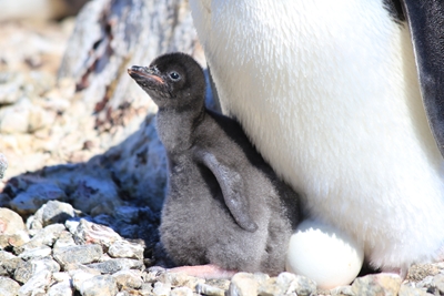 ペンギンのひな