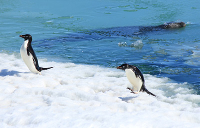 ペンギンのひな