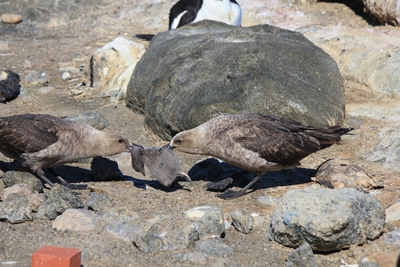 ペンギンのひな